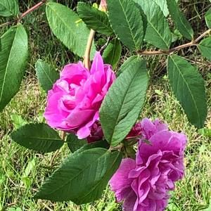 Meet your Posher, Dianne